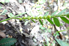 Phyllanthus urinaria